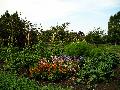 gal/holiday/Yeovil Area 2007 - Tintihull Gardens/_thb_Tintinhull_Gardens_P1010006.jpg